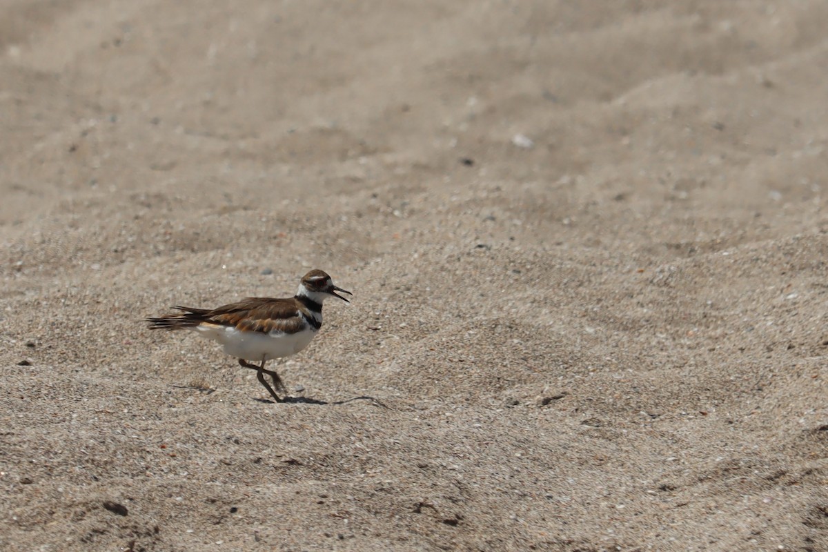 Killdeer - ML347364951