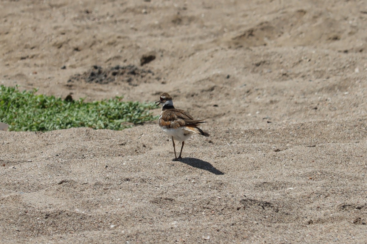 Killdeer - Juan Gonzalez