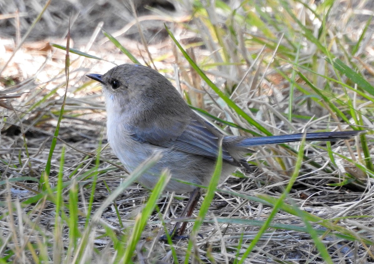 Superb Fairywren - ML347365131