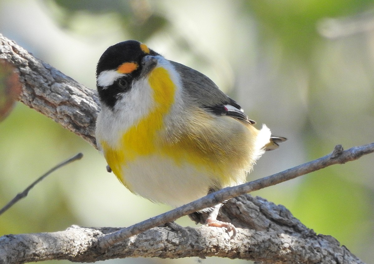 Pardalote à point jaune - ML347365141