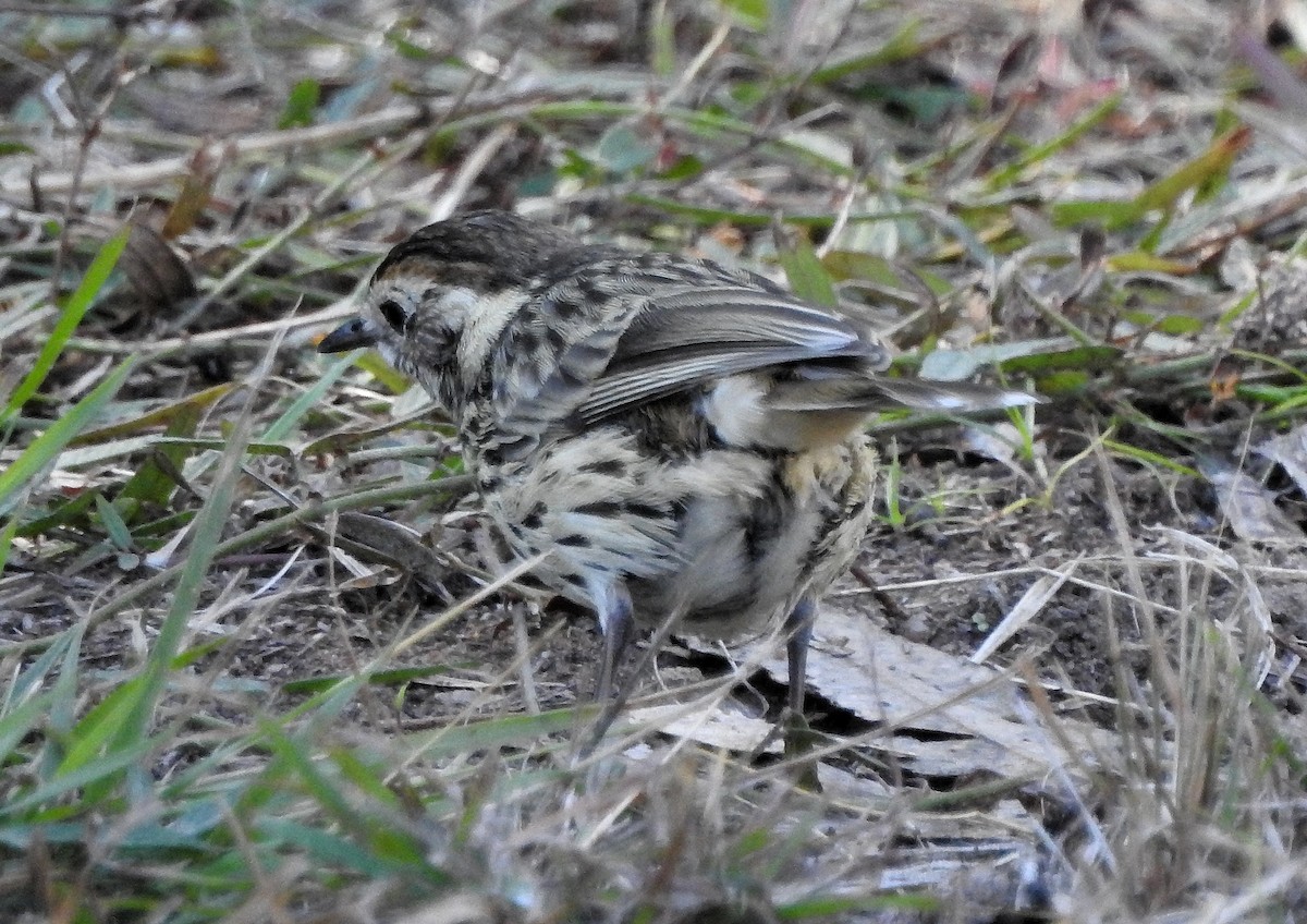 Speckled Warbler - ML347365151