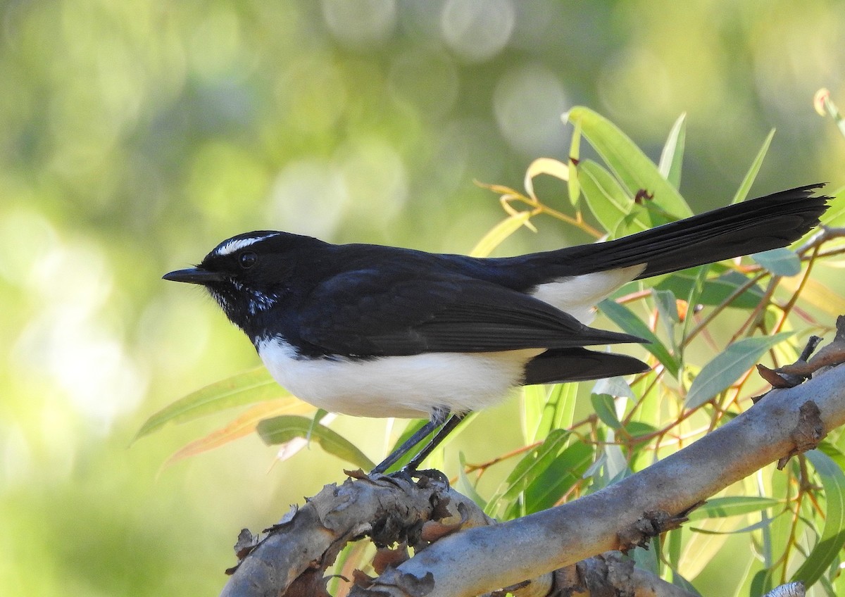 Willie-wagtail - ML347365181