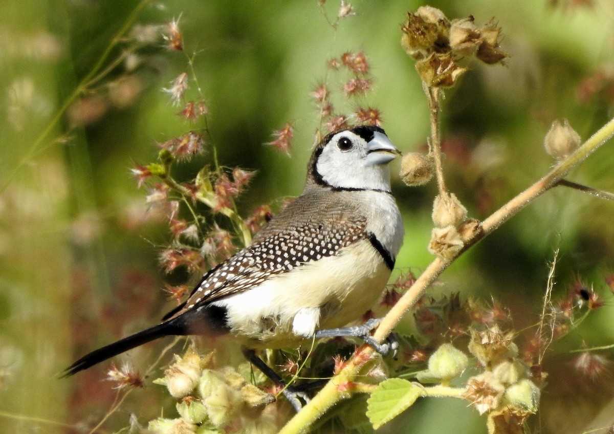 Double-barred Finch - ML347365191