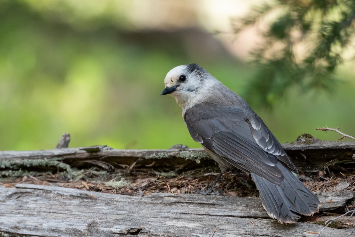 Canada Jay - Mike Thompson