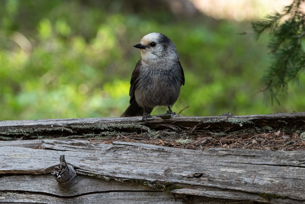 Canada Jay - Mike Thompson