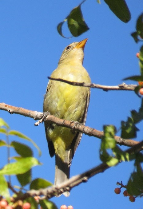 Western Tanager - ML34736611
