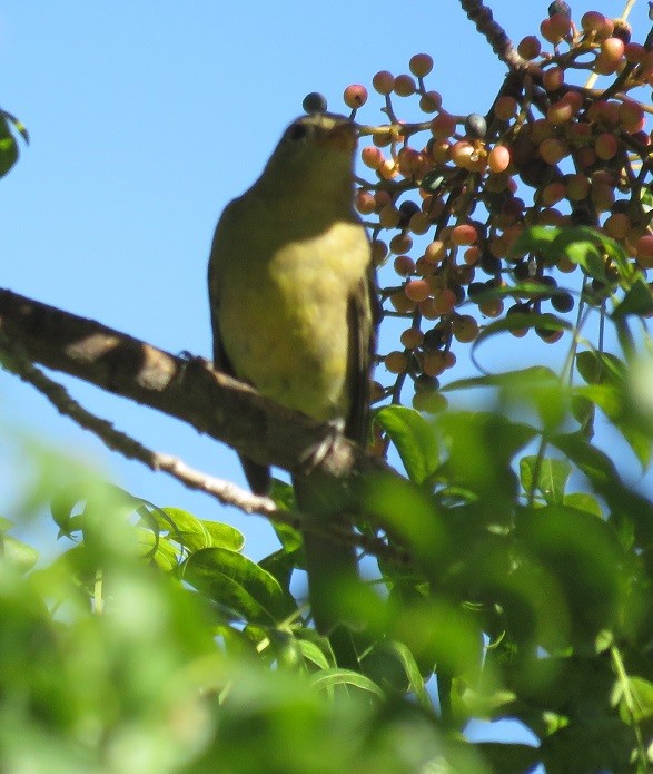 Western Tanager - ML34736621