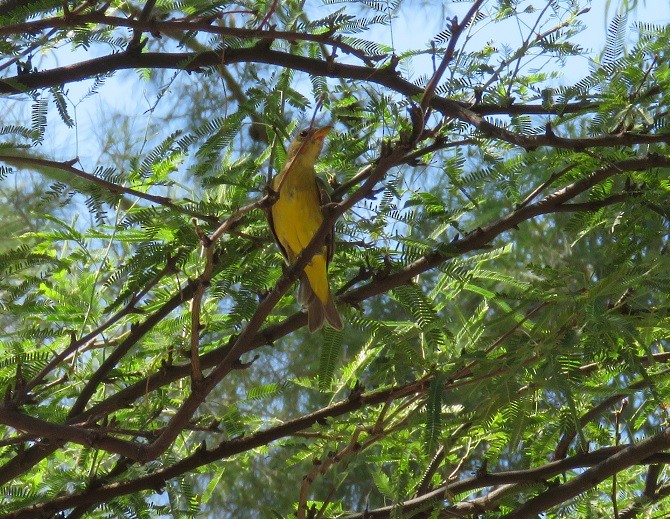 Western Tanager - ML34736631