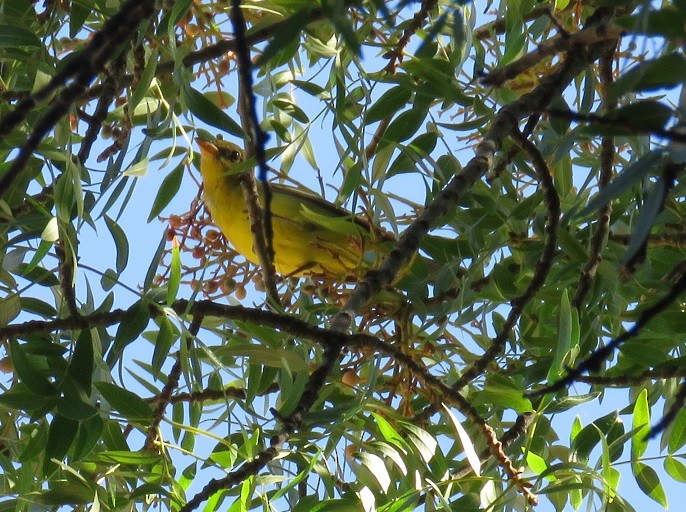 Western Tanager - ML34736641