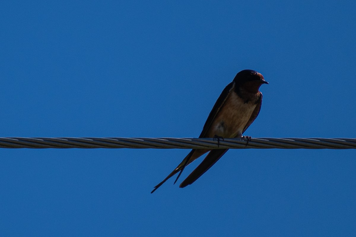 Barn Swallow - ML347366481