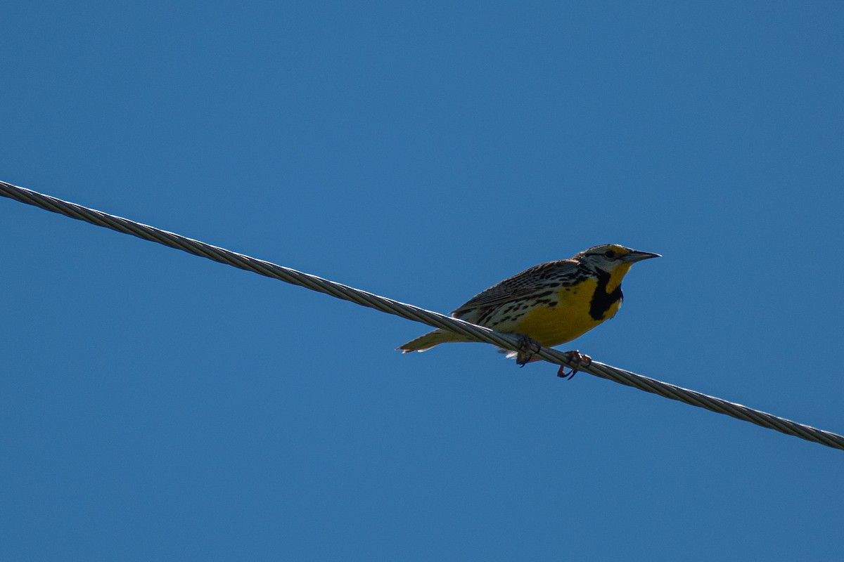 Eastern Meadowlark - ML347366511