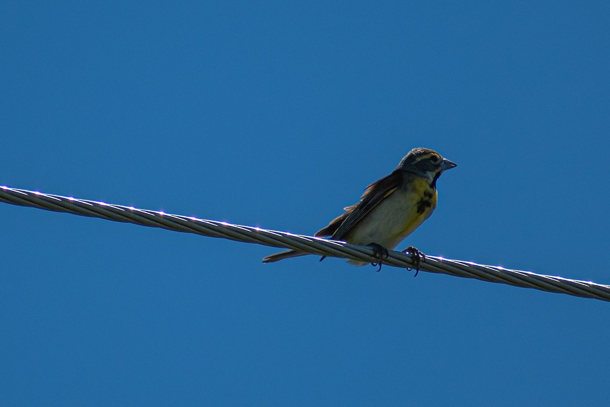 Dickcissel - ML347366561