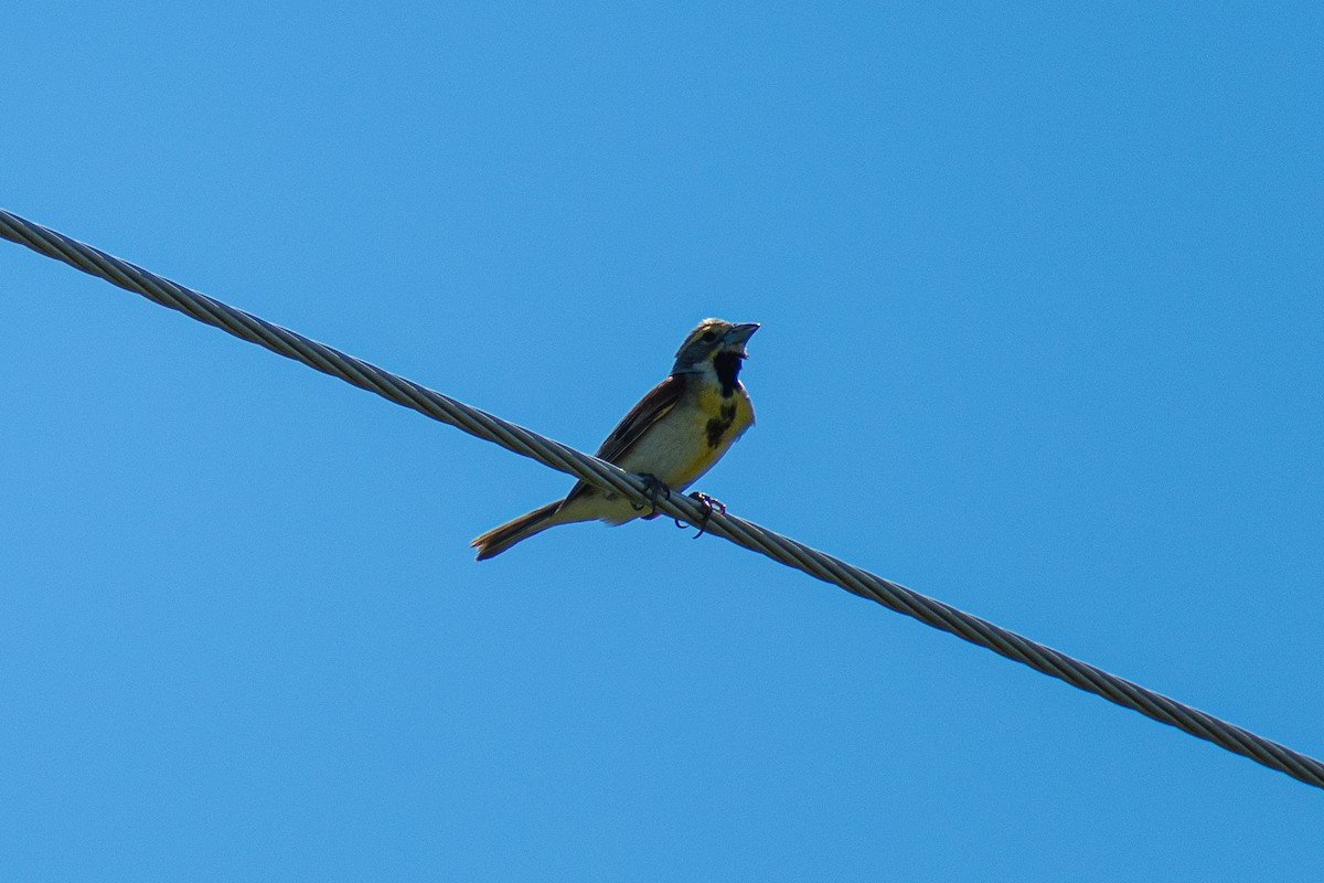 Dickcissel - ML347366571