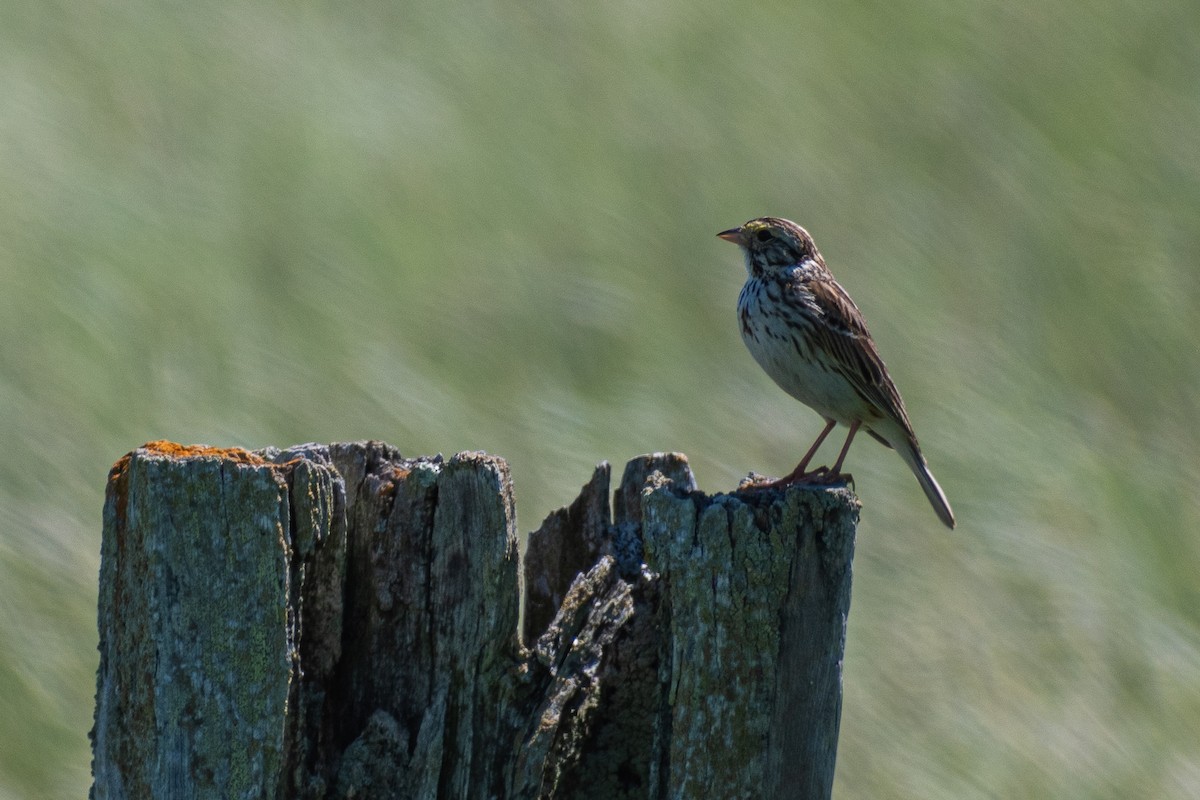 Savannah Sparrow - ML347366811