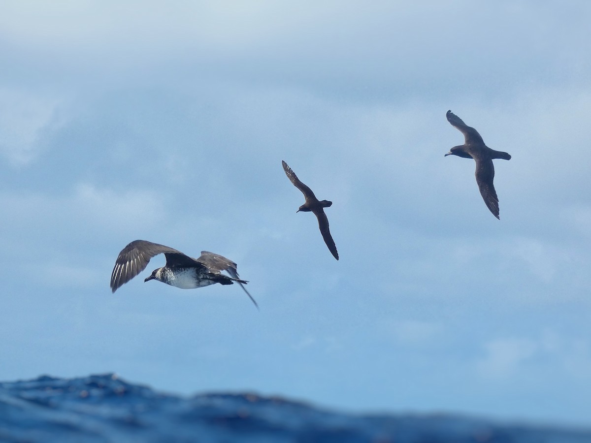 Wedge-tailed Shearwater - Levi Brown