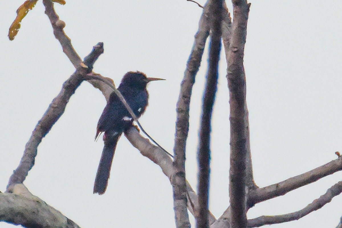 Black Scimitarbill - ML347371281