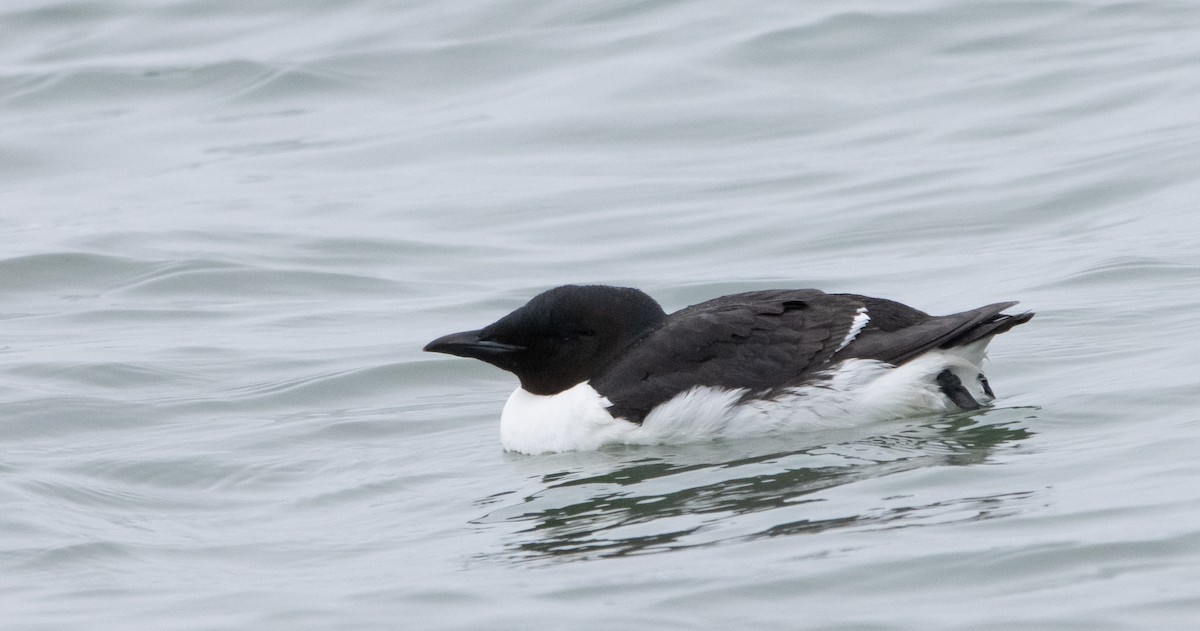 Thick-billed Murre - ML347371601