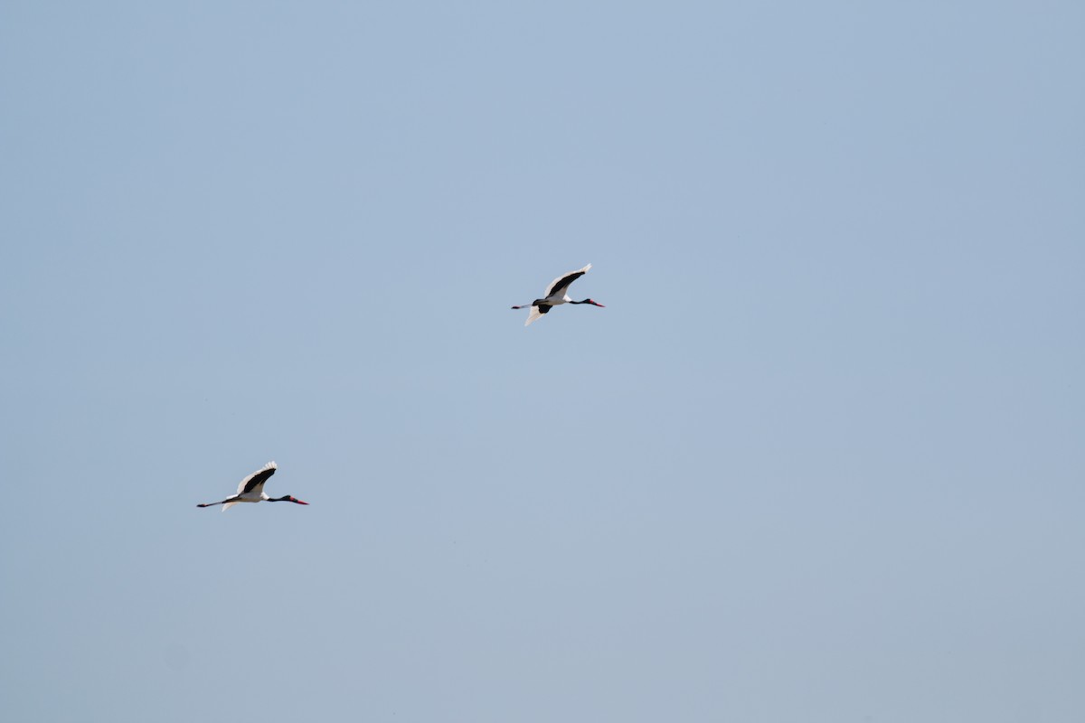 Saddle-billed Stork - Tom Armstrong