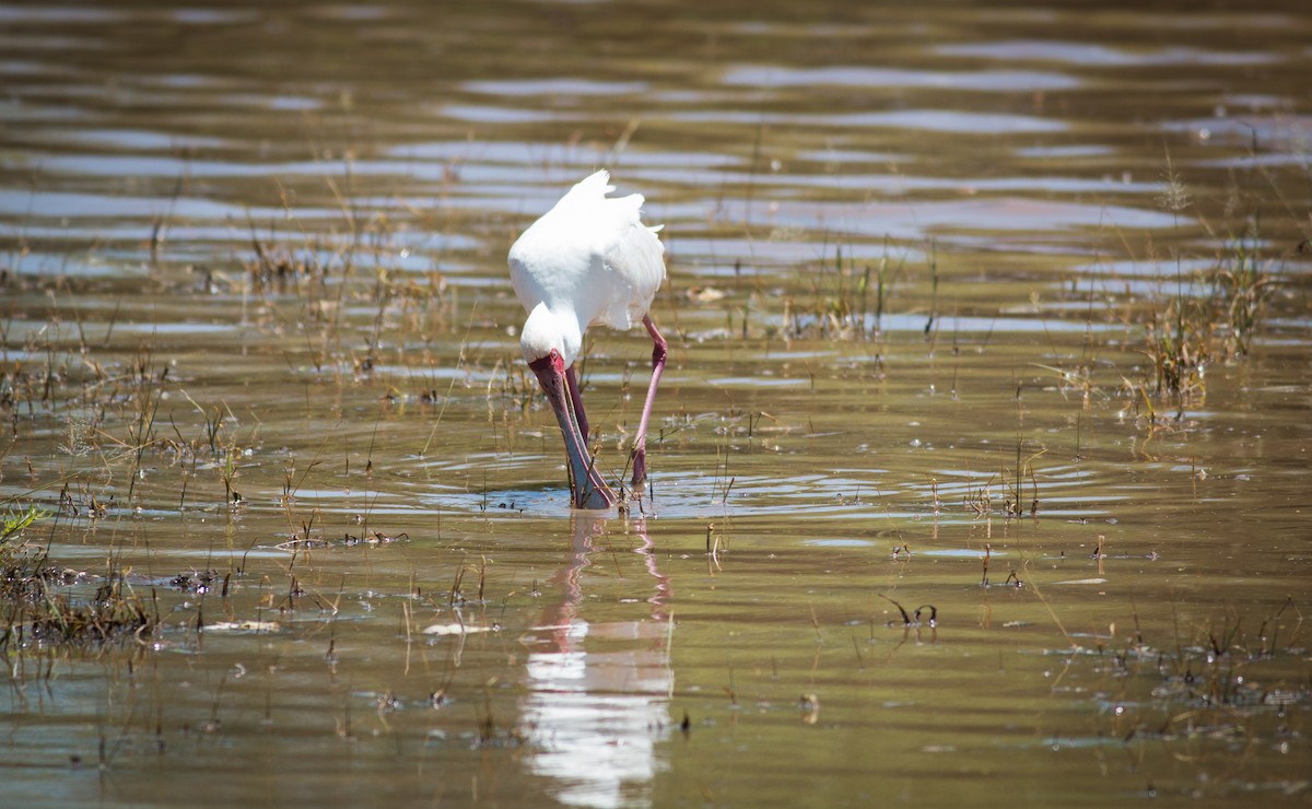 African Spoonbill - Tom Armstrong
