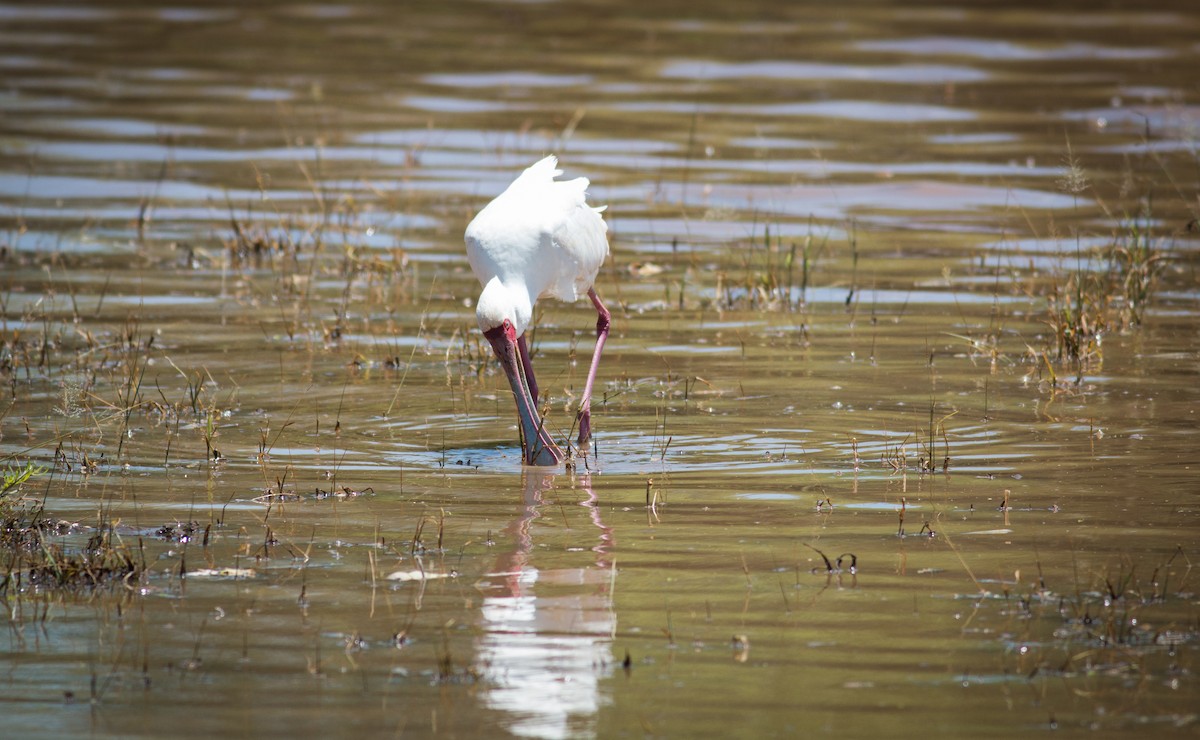 African Spoonbill - ML347372621