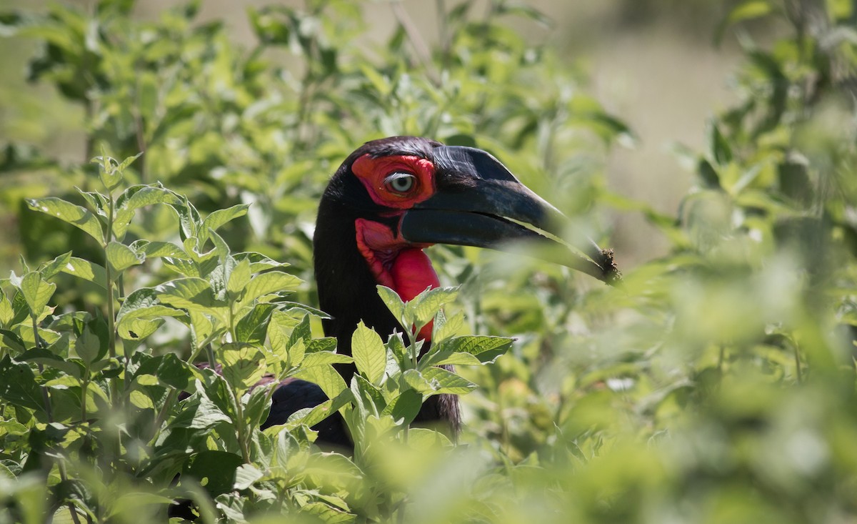 Southern Ground-Hornbill - ML347372641