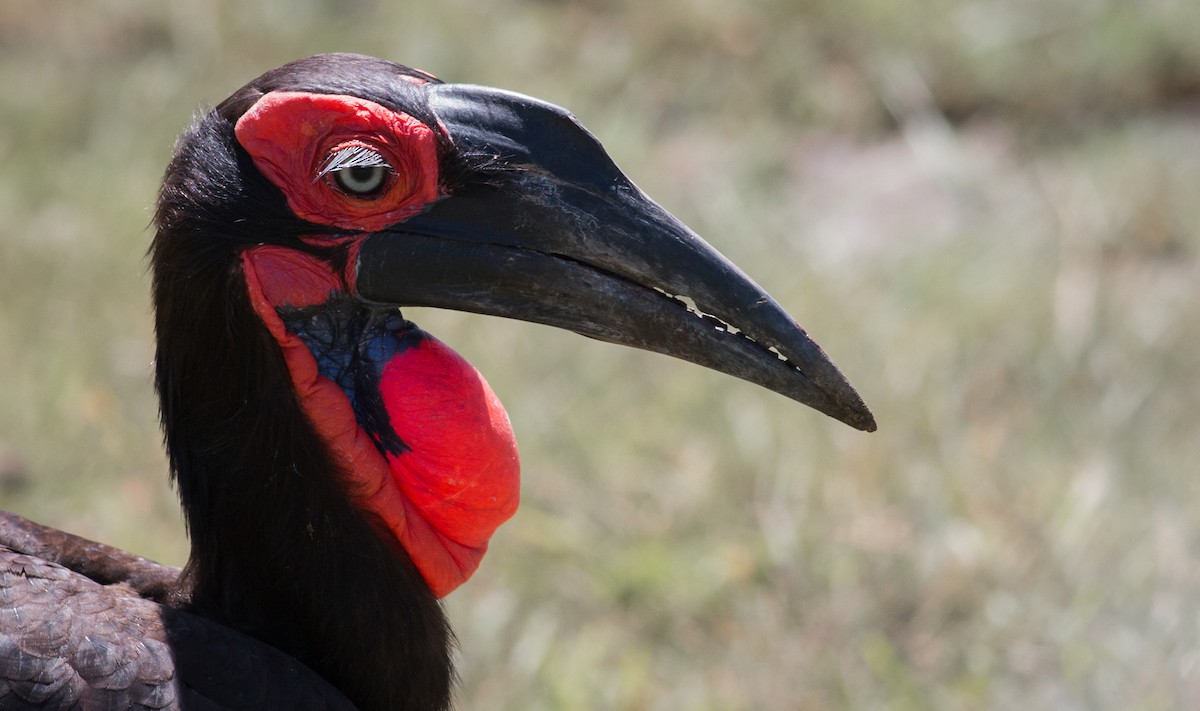 Southern Ground-Hornbill - ML347372661