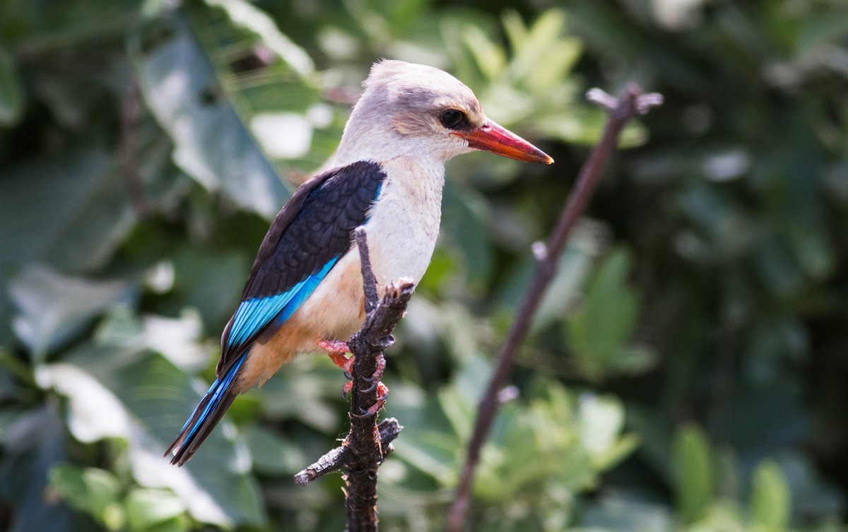 Gray-headed Kingfisher - ML347372721