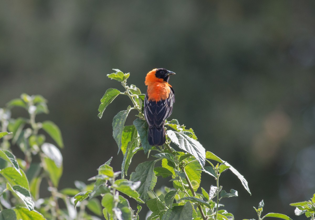 Southern Red Bishop - ML347372771