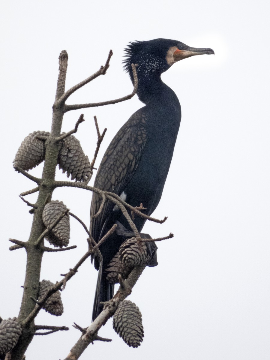 Great Cormorant - ML347373401