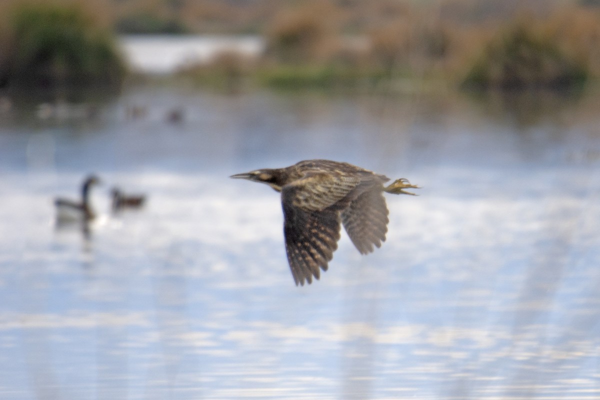 Australasian Bittern - ML347373541