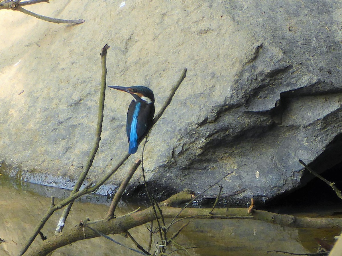 Common Kingfisher - ML347374671