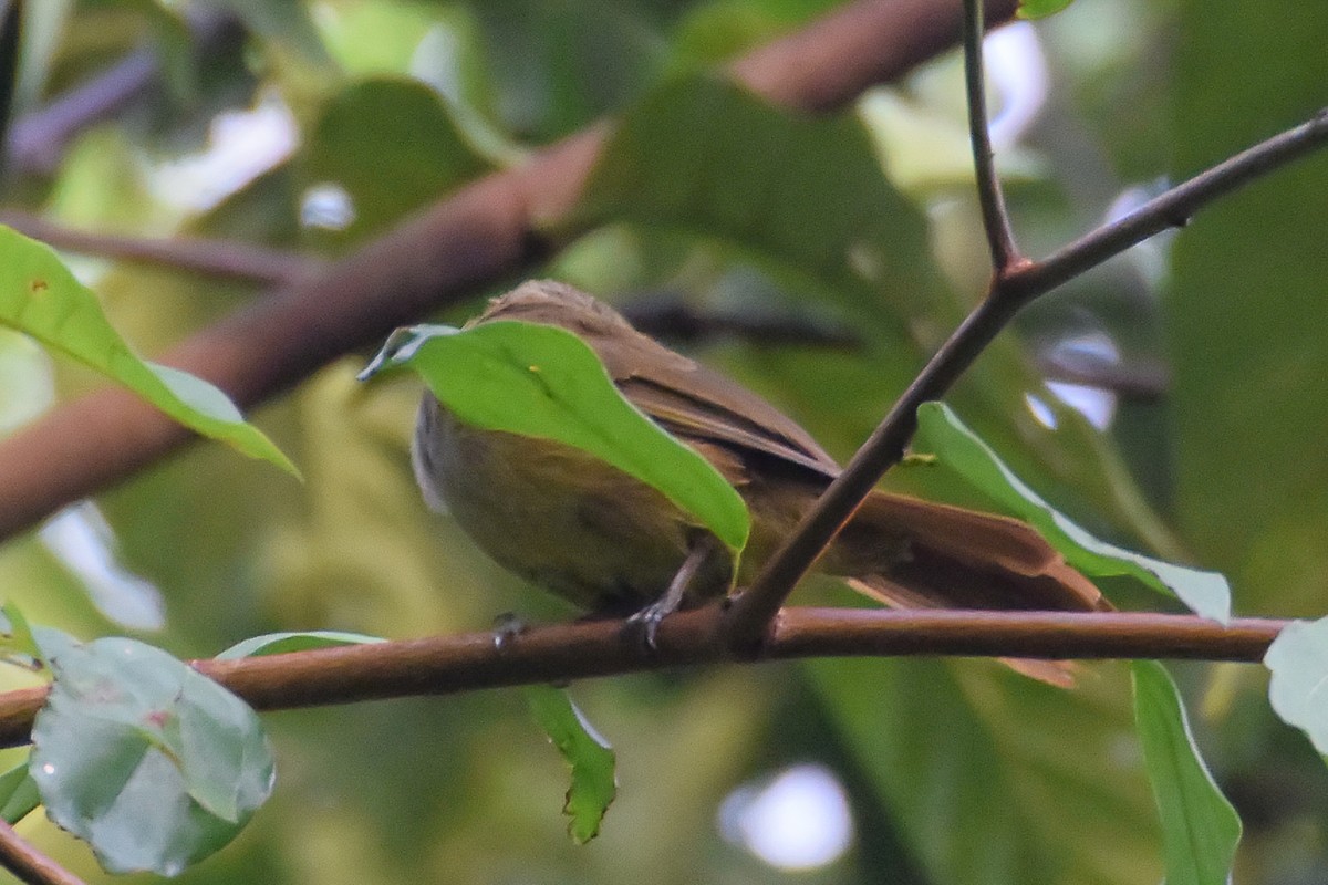 Gray Greenbul - ML347374961