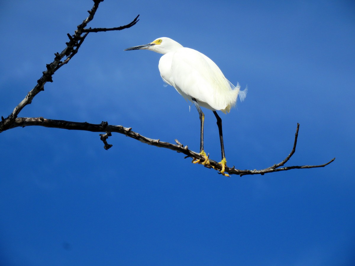 Snowy Egret - ML347375751