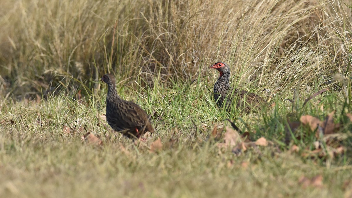 Francolin à gorge rouge (castaneiventer) - ML347376161