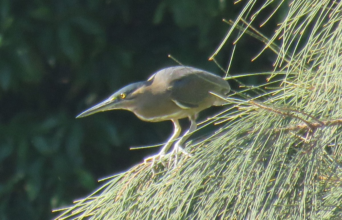 Striated Heron - ML347376971