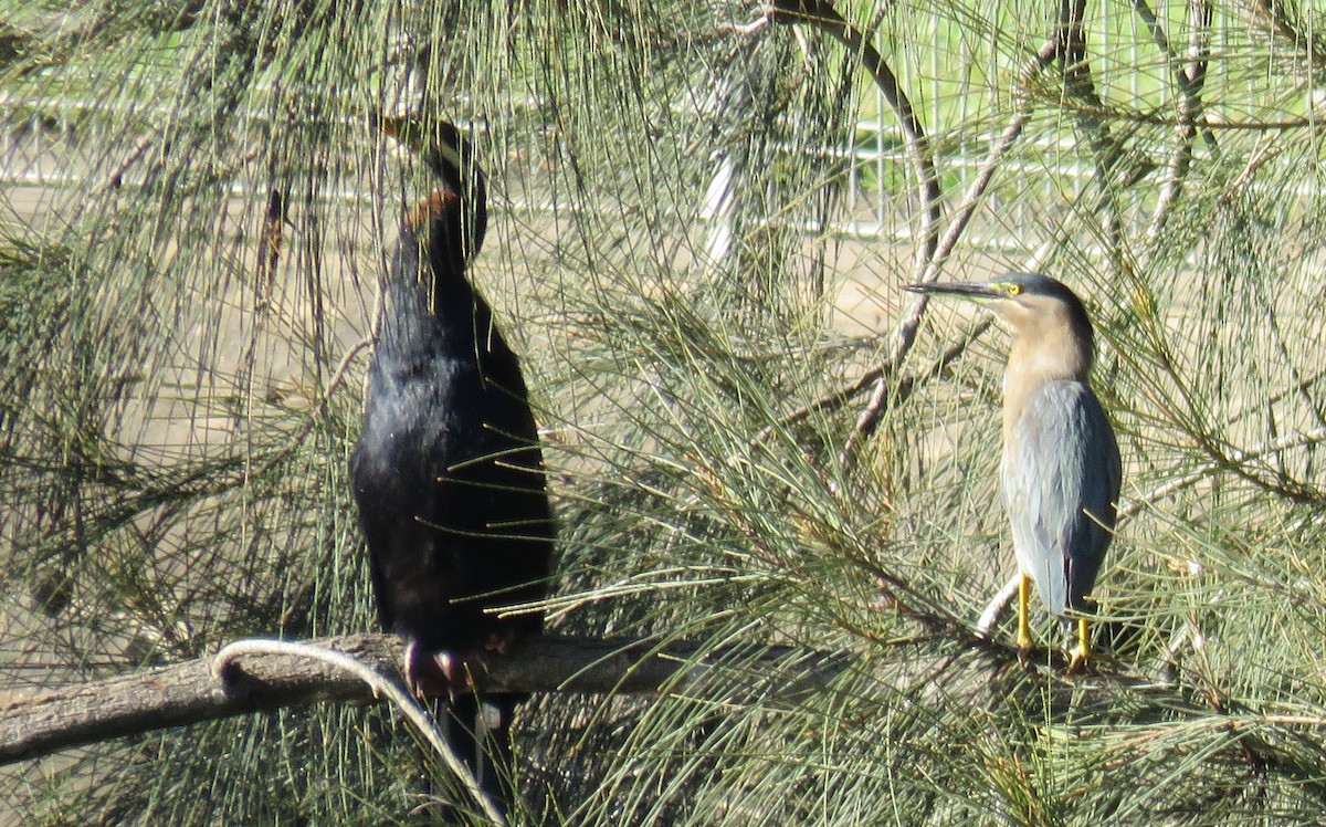 Striated Heron - ML347376991