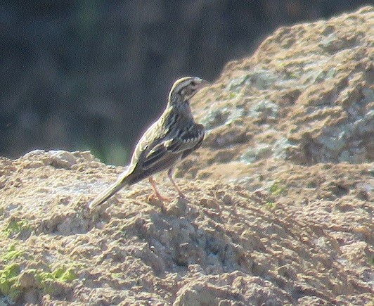 Lark Sparrow - ML34737721