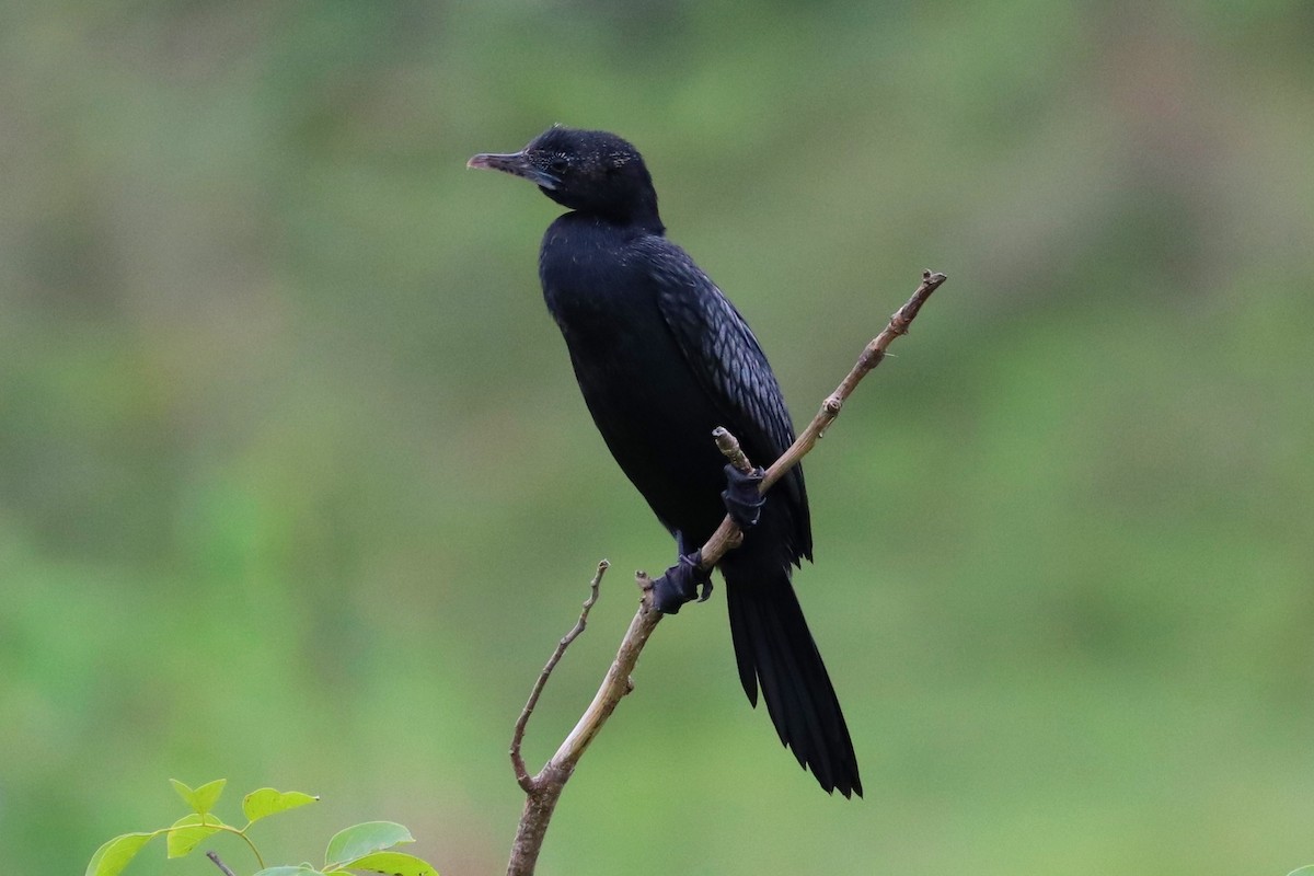 Cormorán de Java - ML347378681