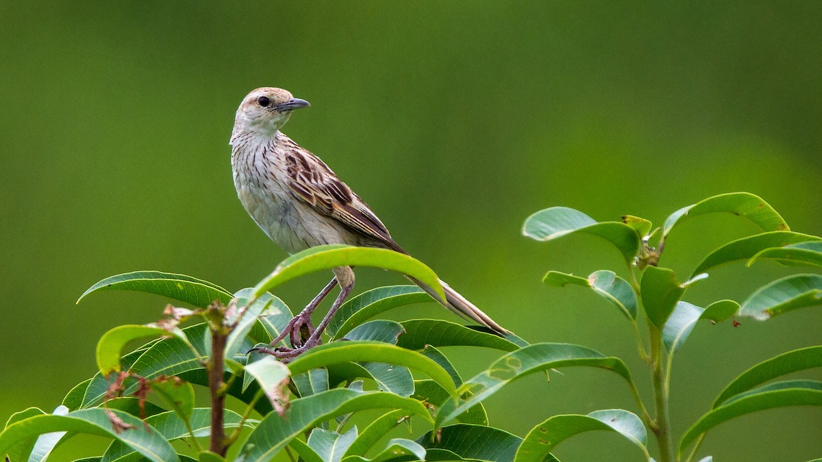 Striated Grassbird - ML347379621