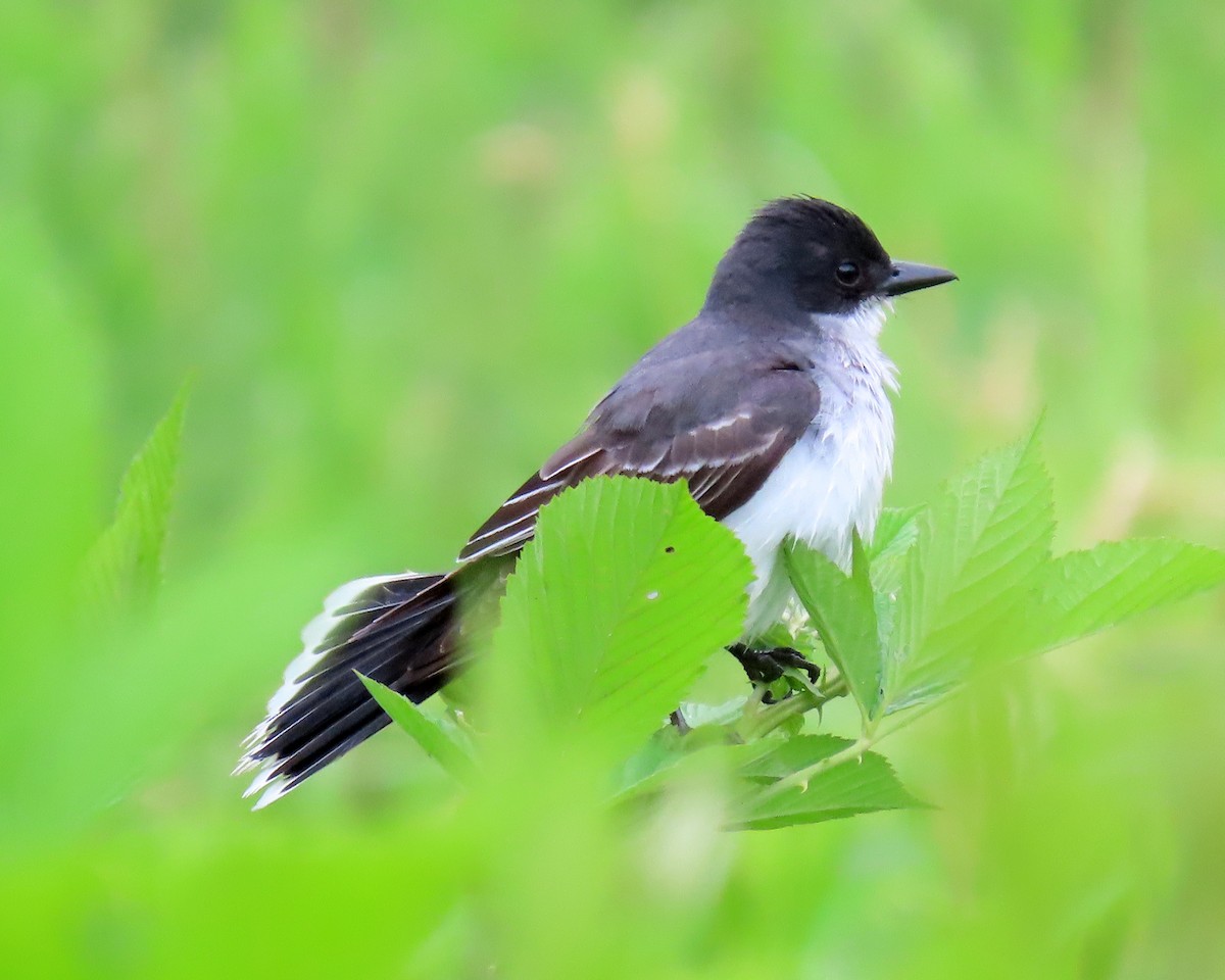 Eastern Kingbird - ML347379871