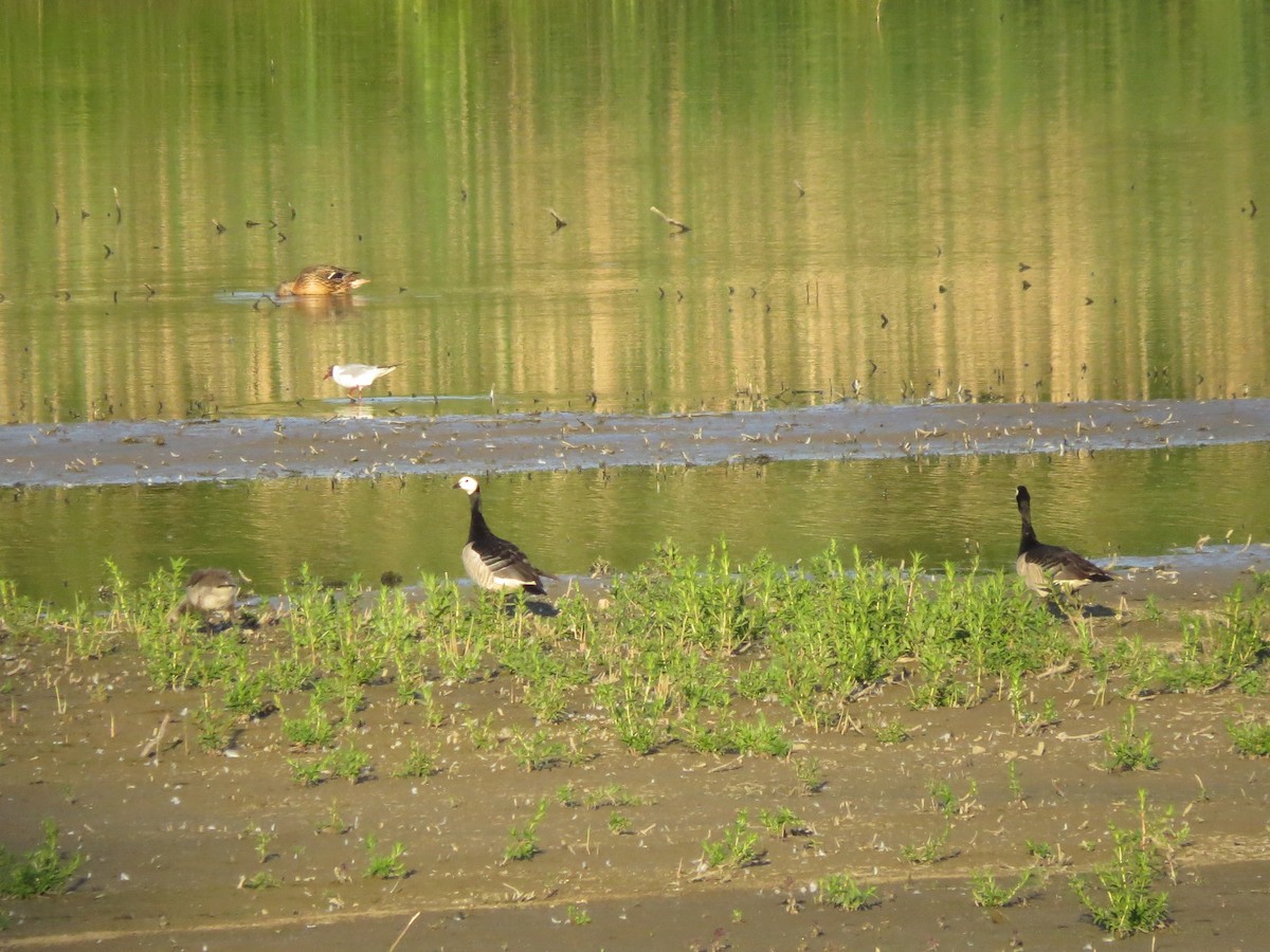 Barnacle Goose - ML347381181