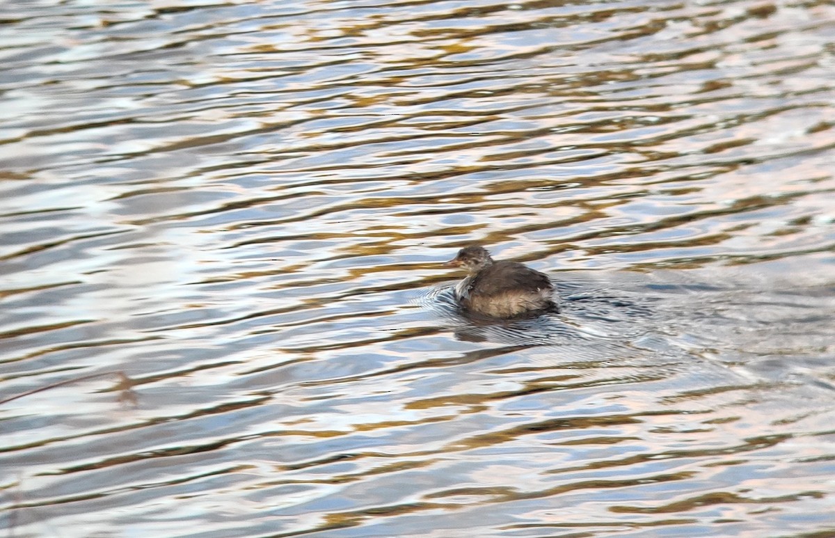 Australasian Grebe - ML347381511