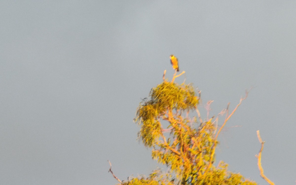 Alcotán Australiano - ML347381531