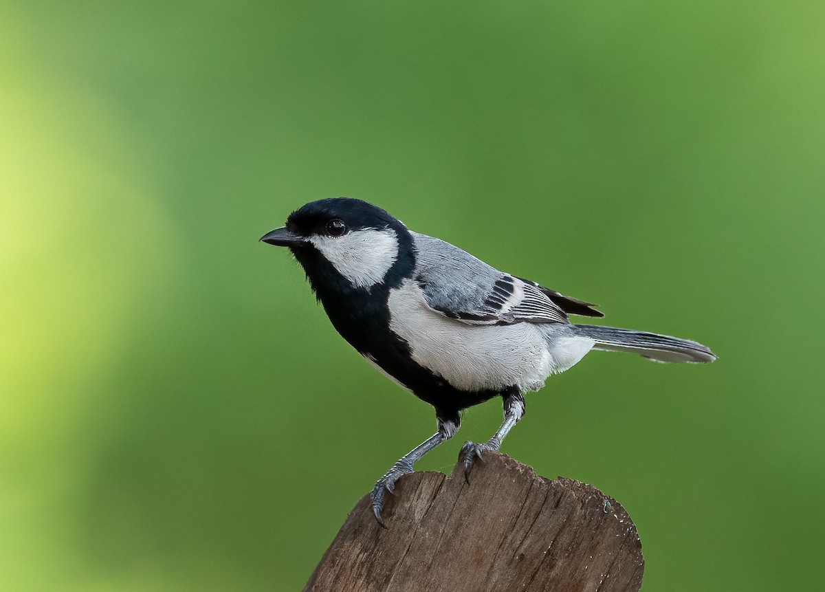 Asian Tit (Cinereous) - ML347382771