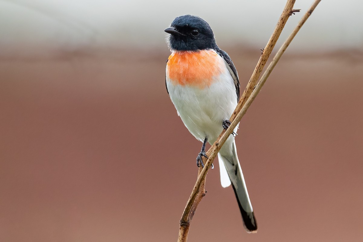 White-bellied Minivet - Hari K Patibanda