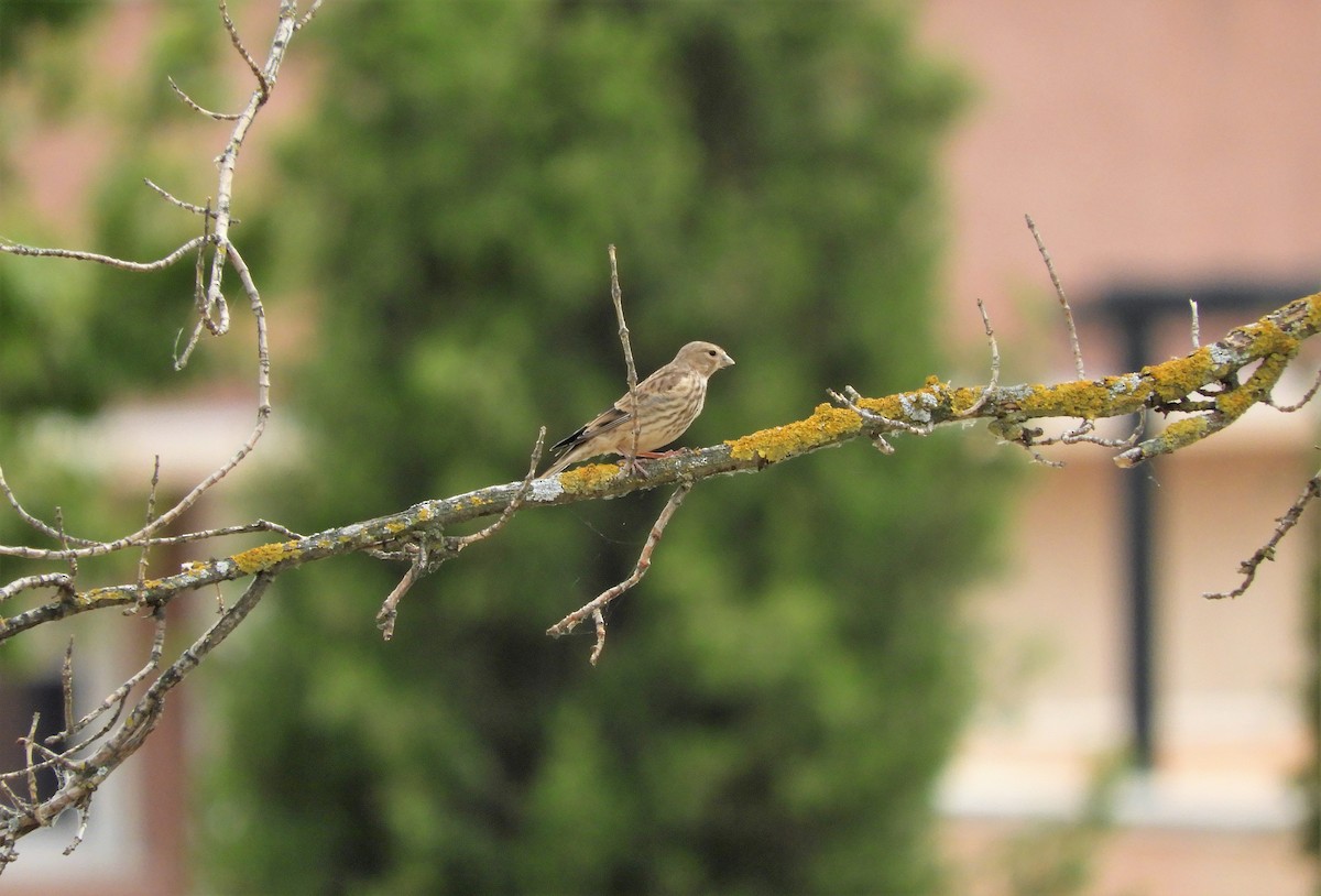 Eurasian Linnet - ML347383221