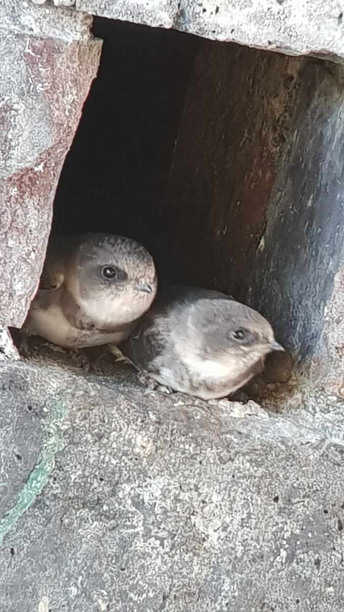 ショウドウツバメ - ML347383631