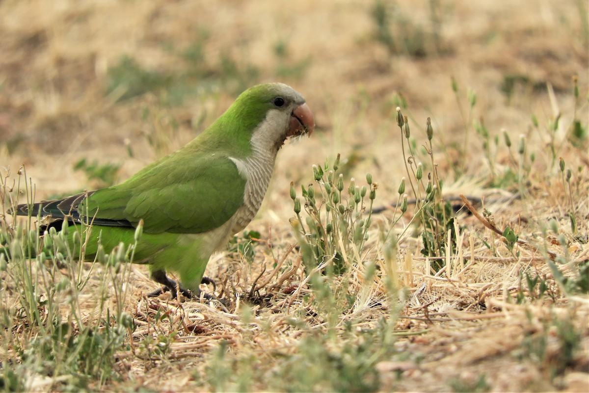 Monk Parakeet - ML347383821