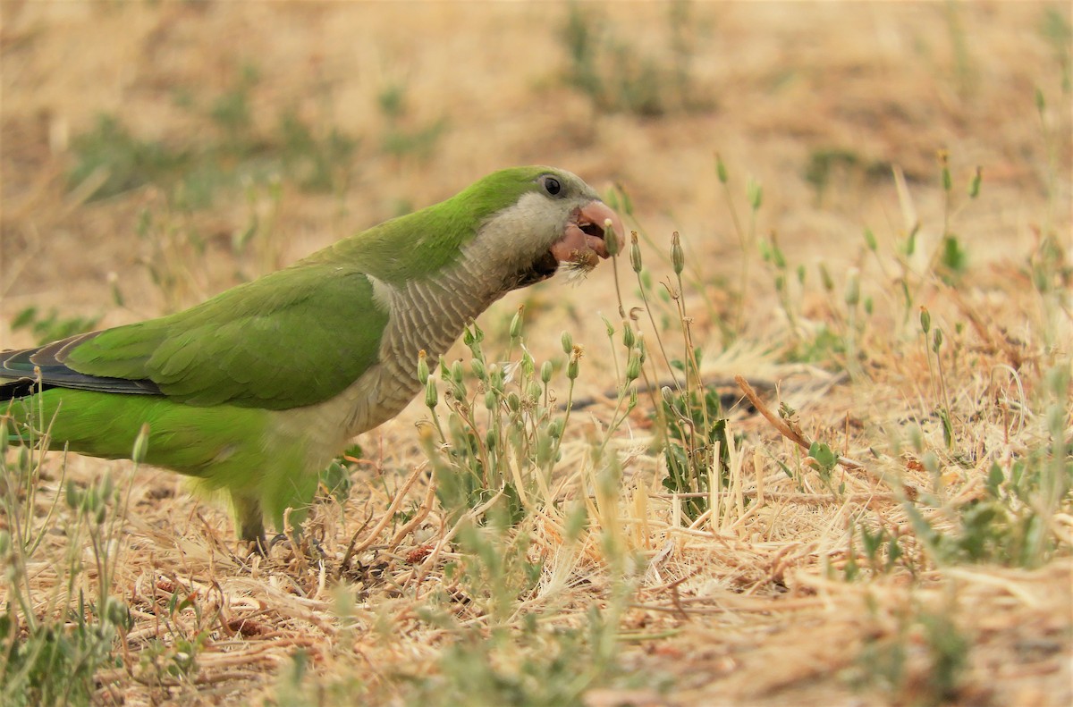 Monk Parakeet - ML347383851