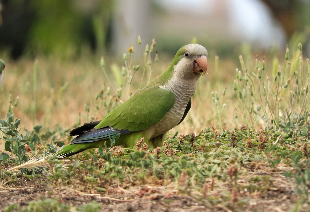 Monk Parakeet - ML347383931